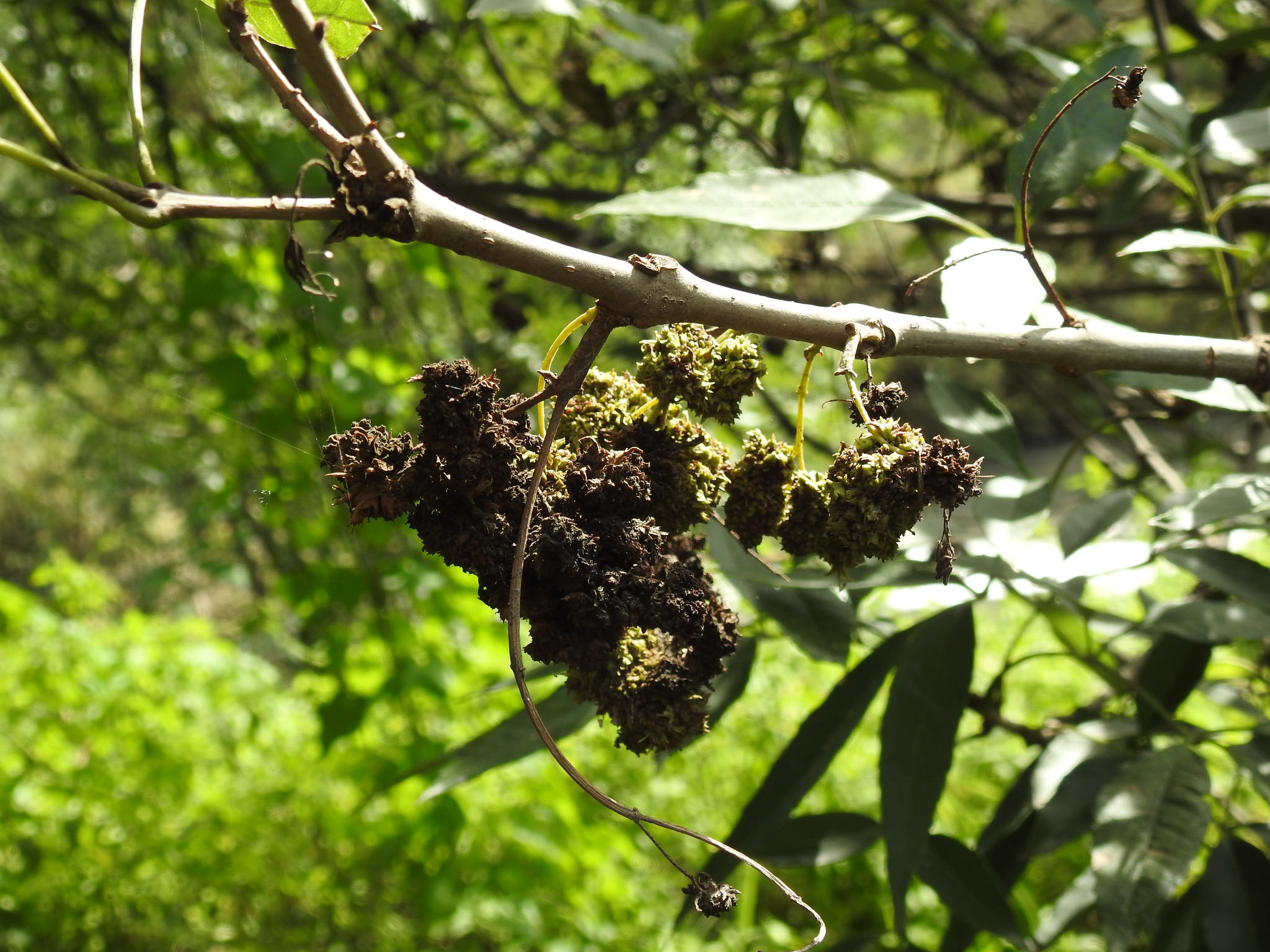Fraxinus uhdei